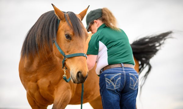 Equine Therapy Image