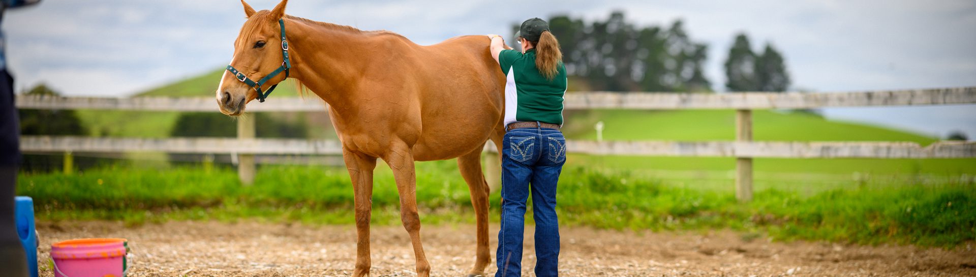 Equine Complimentary Therapy Image 1
