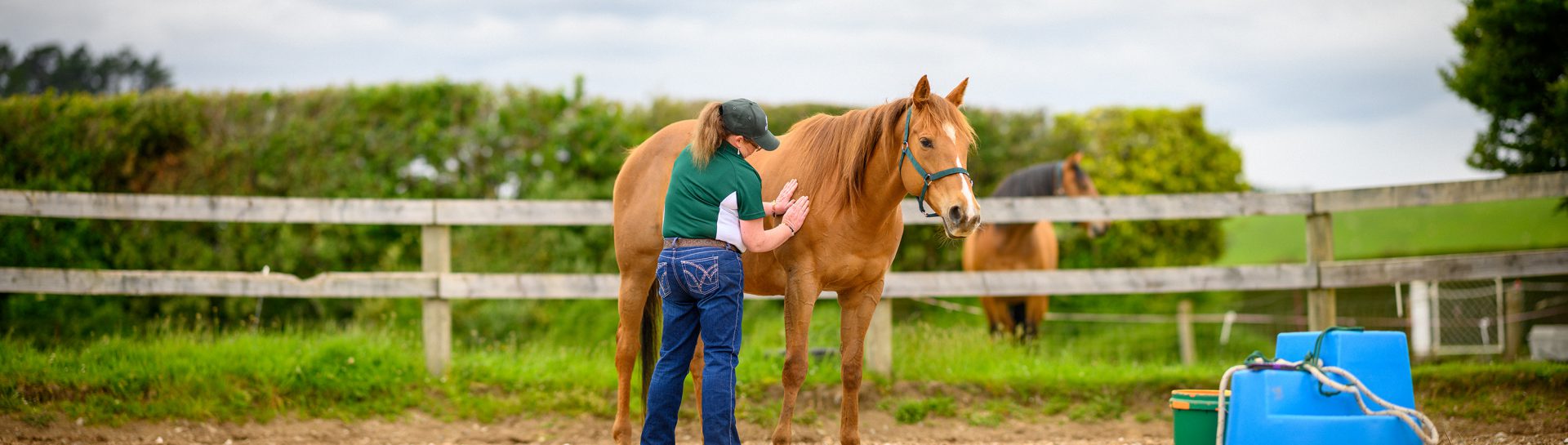 Equine Complimentary Therapy Image 2